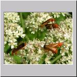 Rhagonycha fulva - Rotgelber Weichkaefer 03.jpg